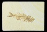 Juvenile Mioplosus - Uncommon Species - Green River #136869-1